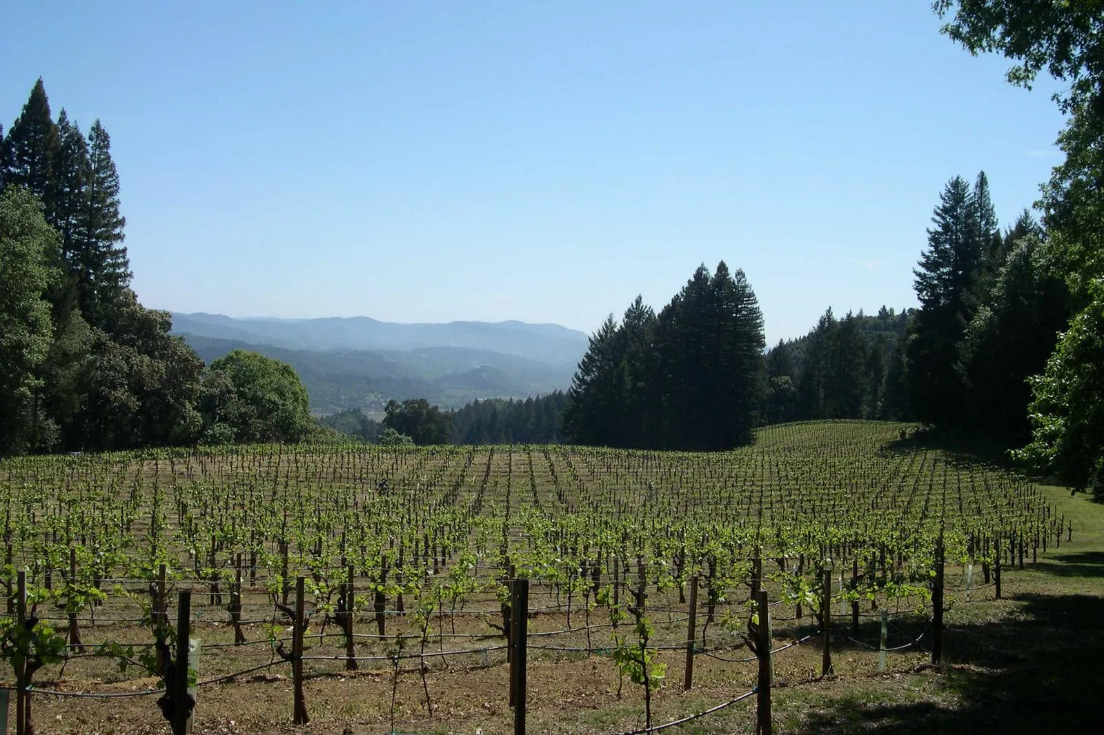 Stony Hill vineyard overlooking the Napa Valley in spring.