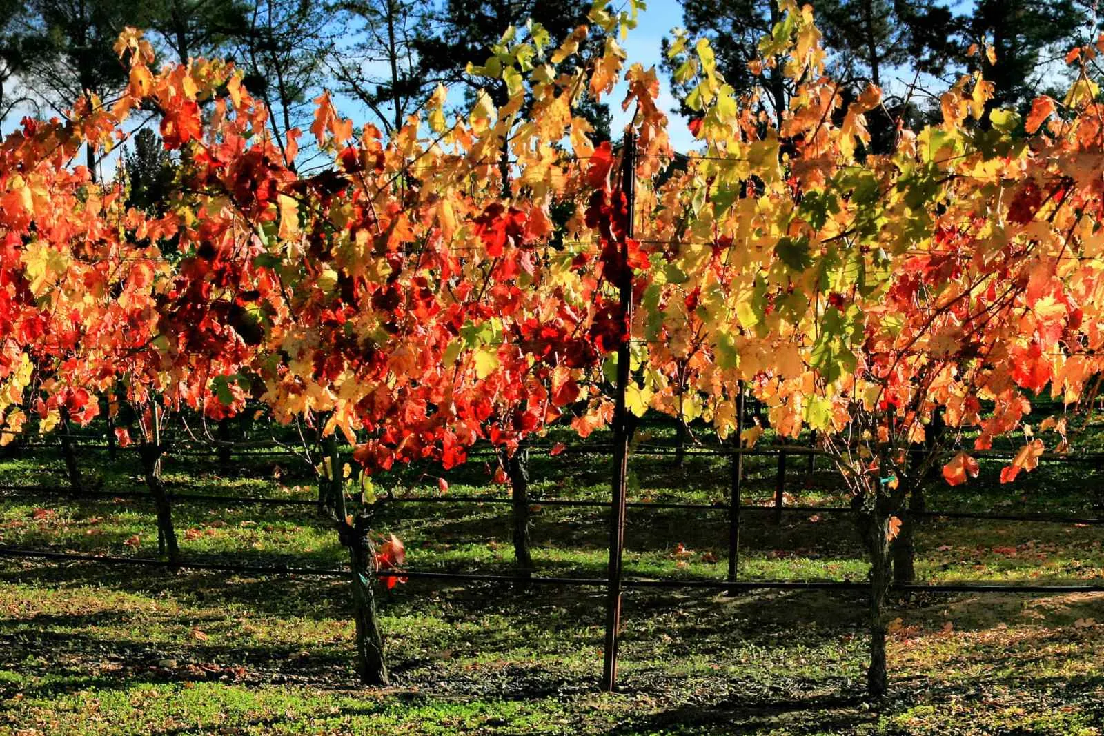 Autumn-colored grapevines in a Napa Valley vineyard.