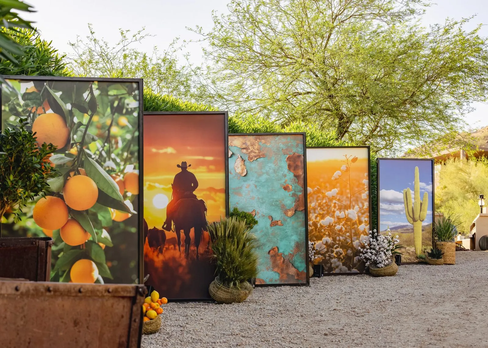 Row of painted citrus themed display panels set up in an outdoor desert space