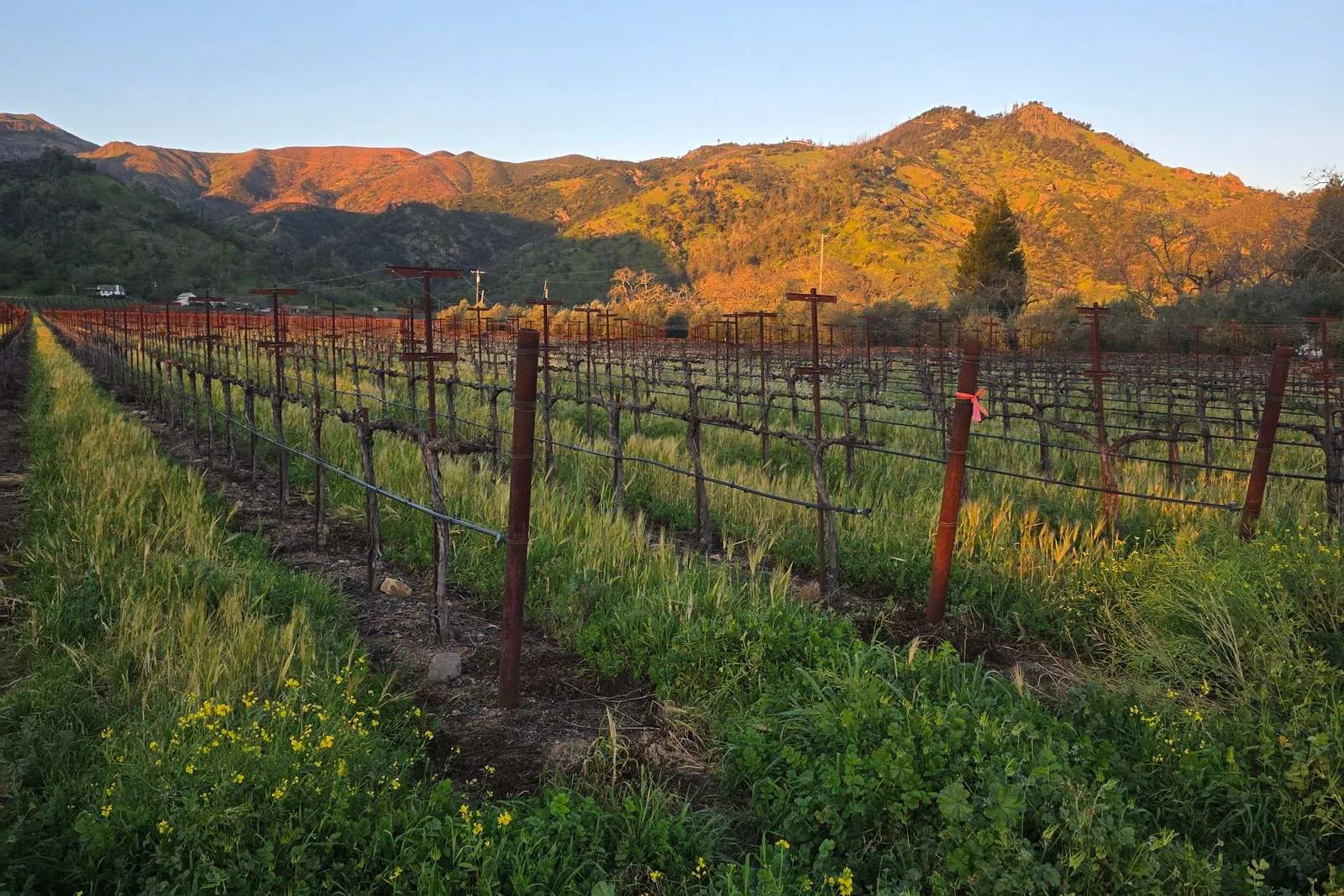 Grapevines below sunlit hills near Calistoga, Napa Valley.