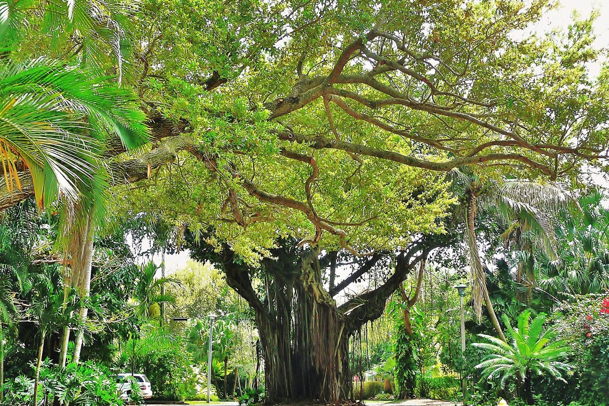 Large shade trees and tropical plants along a street in Coconut Grove.