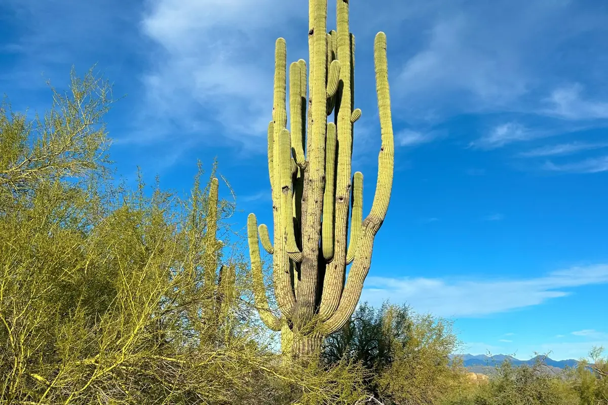 A saguaro cactus in the desert at Scottsdale, Arizona.
