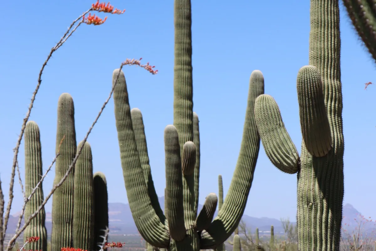 Saguaro cacti in the desert near Tucson.