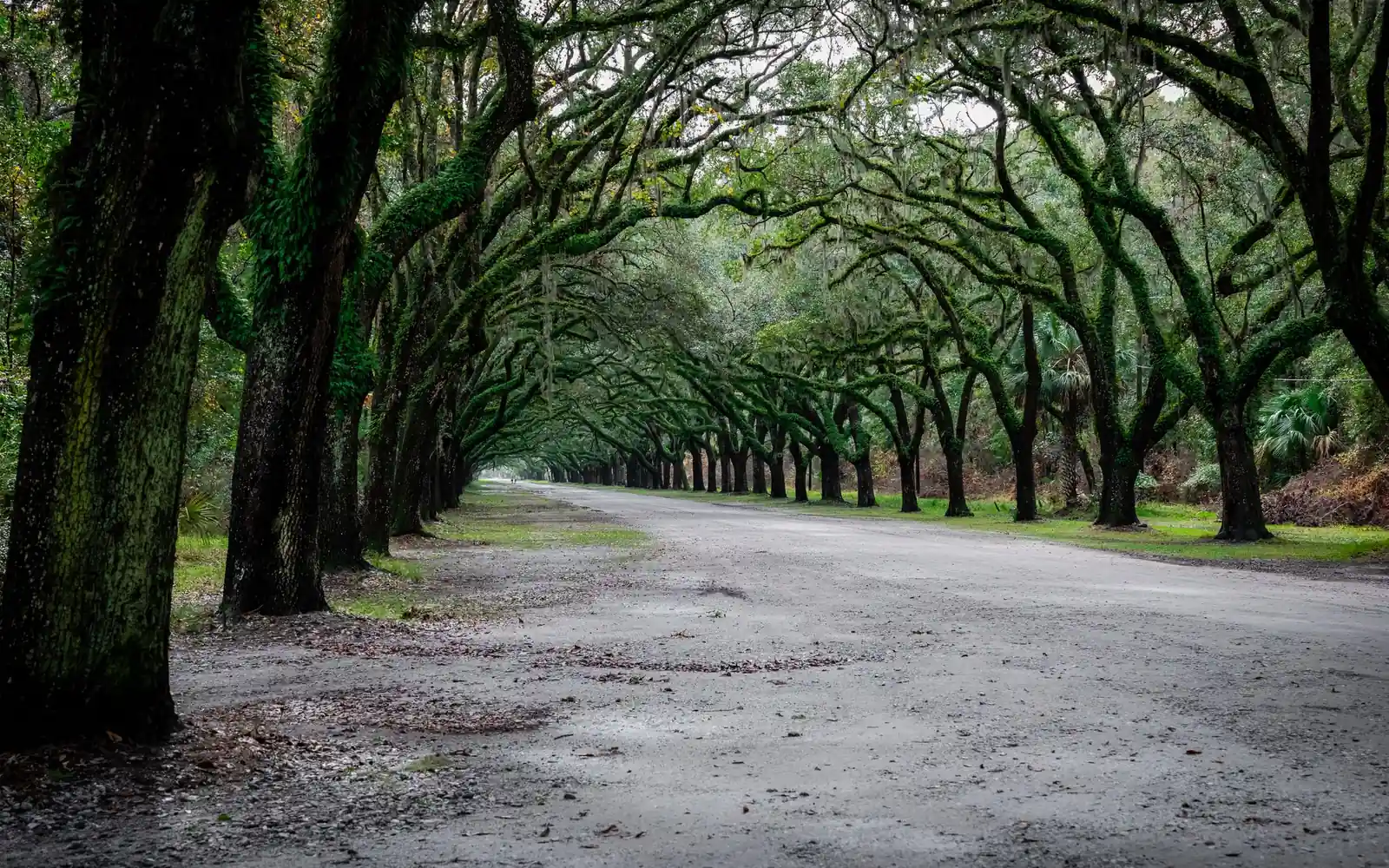 A road under a canopy of moss-draped oaks in Savannah, Georgia.