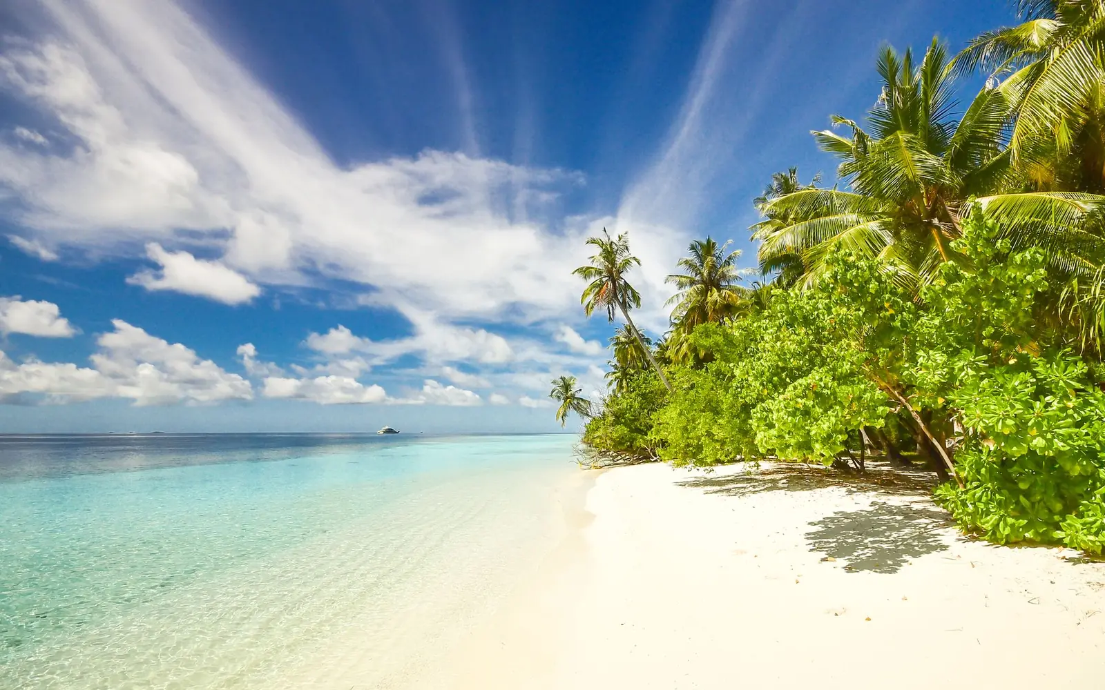 A palm-lined white sand beach with clear shallow water.