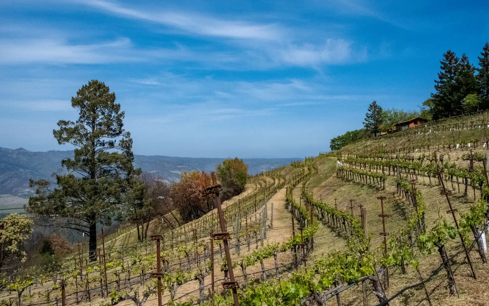Vineyard rows on a hillside under a blue sky in Napa Valley.